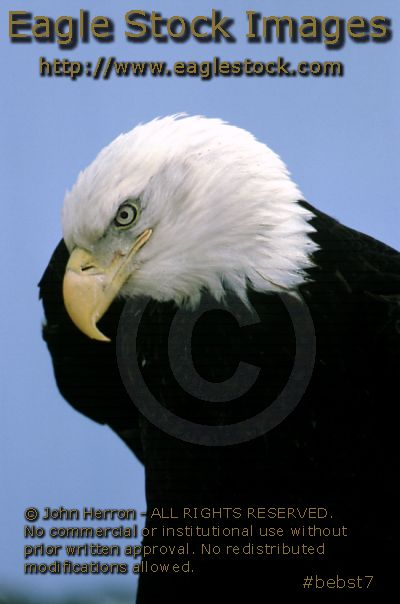 [#BEBST7]  Picture of a Bald Eagle - Proud symbol of American independence and freedom.  picture photo image clip-art stock photography pictures photos images.